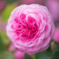 Rosa 'Gertrude Jekyll' (struikroos)