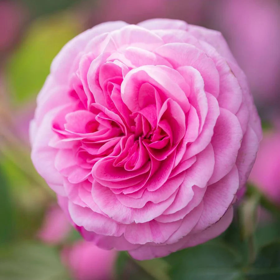 Rosa 'Gertrude Jekyll' (struikroos)