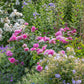 Rosa 'Gertrude Jekyll' (struikroos)