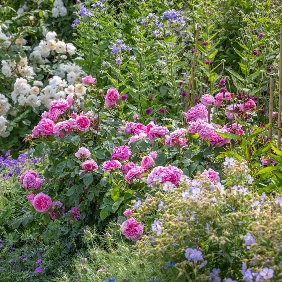 Rosa 'Gertrude Jekyll' (struikroos)