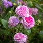 Rosa 'Gertrude Jekyll' (struikroos)