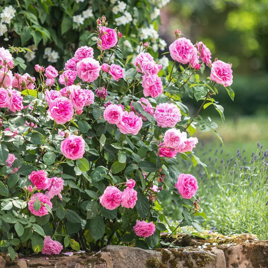 Rosa 'Gertrude Jekyll' (struikroos)
