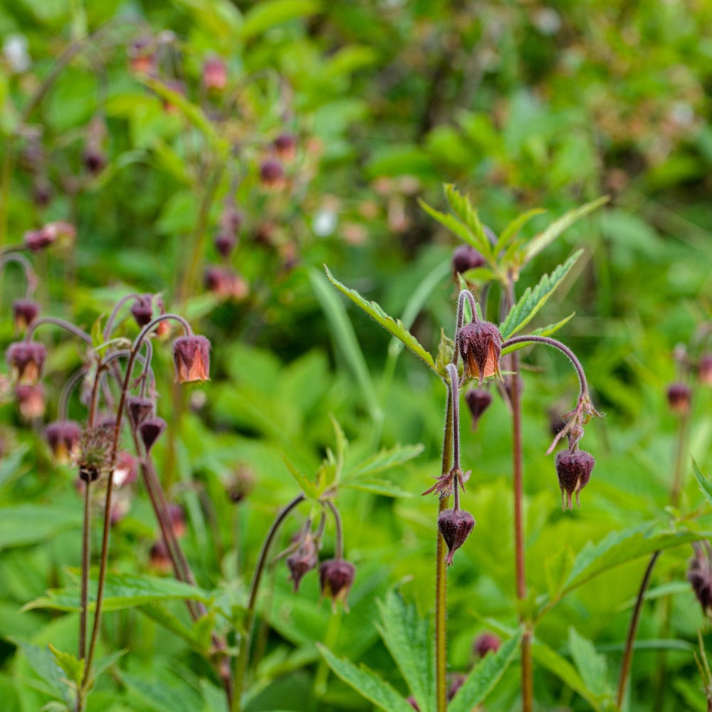 Geum rivale (knikkend nagelkruid)