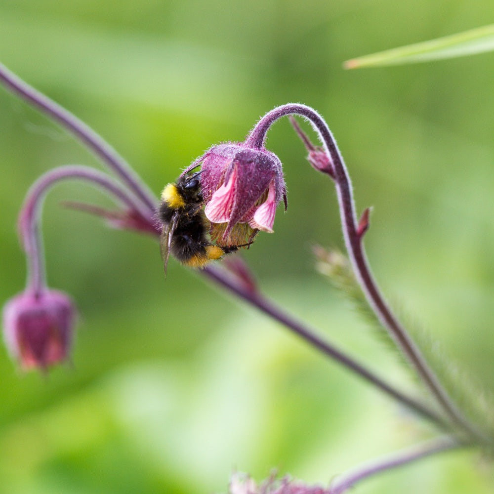 Geum rivale (knikkend nagelkruid)