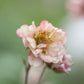 Geum rivale 'Mai Tai' (nagelkruid)