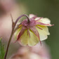 Geum rivale 'Mai Tai' (nagelkruid)