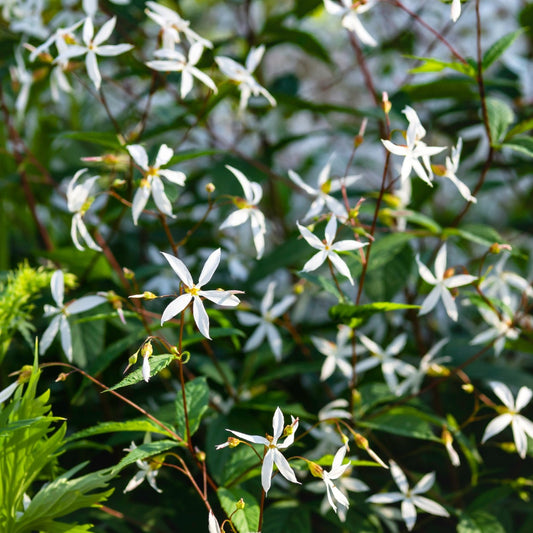 Gillenia trifoliata (braakwortelspirea)