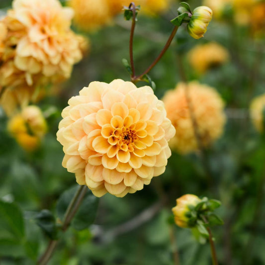 Dahlia 'Golden Scepter'