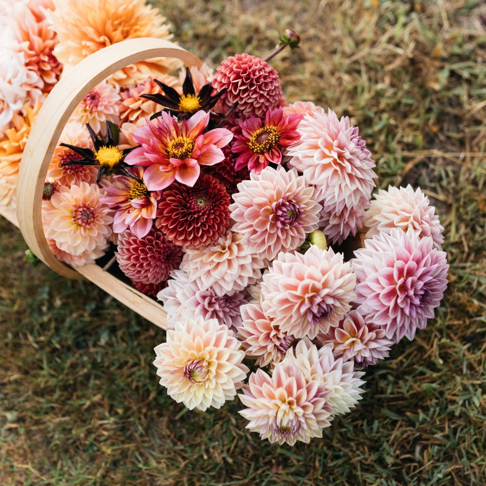 Dahlia 'Laughing Lizzy' | Bestel dahlia's | MAY & JUNE