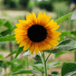 Helianthus annuus ‘Copper Queen’ (zonnebloem)