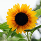 Helianthus annuus ‘Copper Queen’ (zonnebloem)