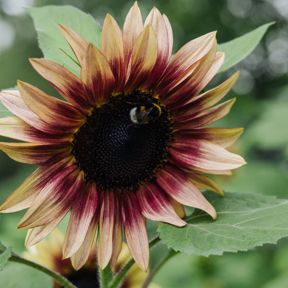 Helianthus annuus ‘Marley’ (zonnebloem)