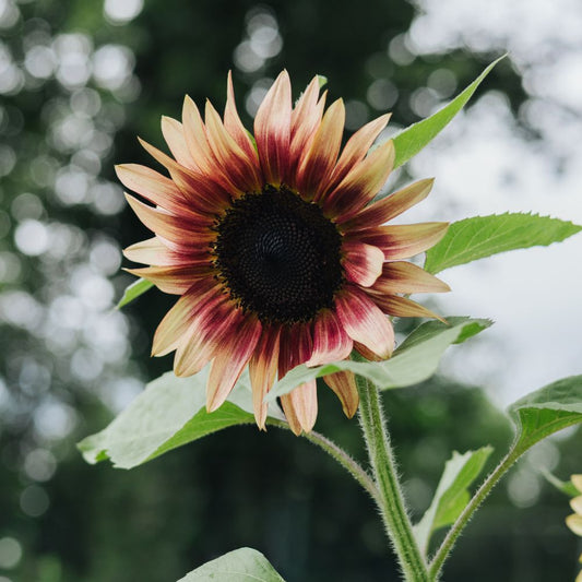 Helianthus annuus ‘Marley’ (zonnebloem)
