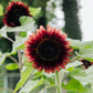 Helianthus annuus ‘ProCut Red’ (zonnebloem)