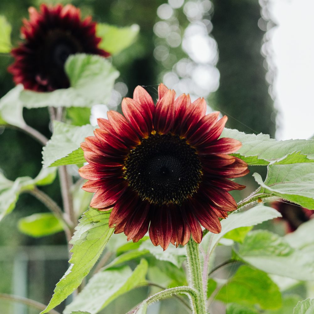 Helianthus annuus ‘ProCut Red’ (zonnebloem)
