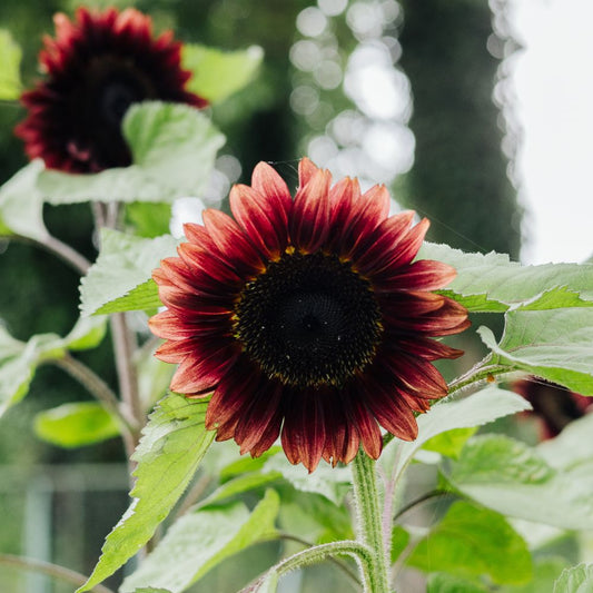 Helianthus annuus ‘ProCut Red’ (zonnebloem)