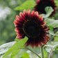Helianthus annuus ‘ProCut Red’ (zonnebloem)