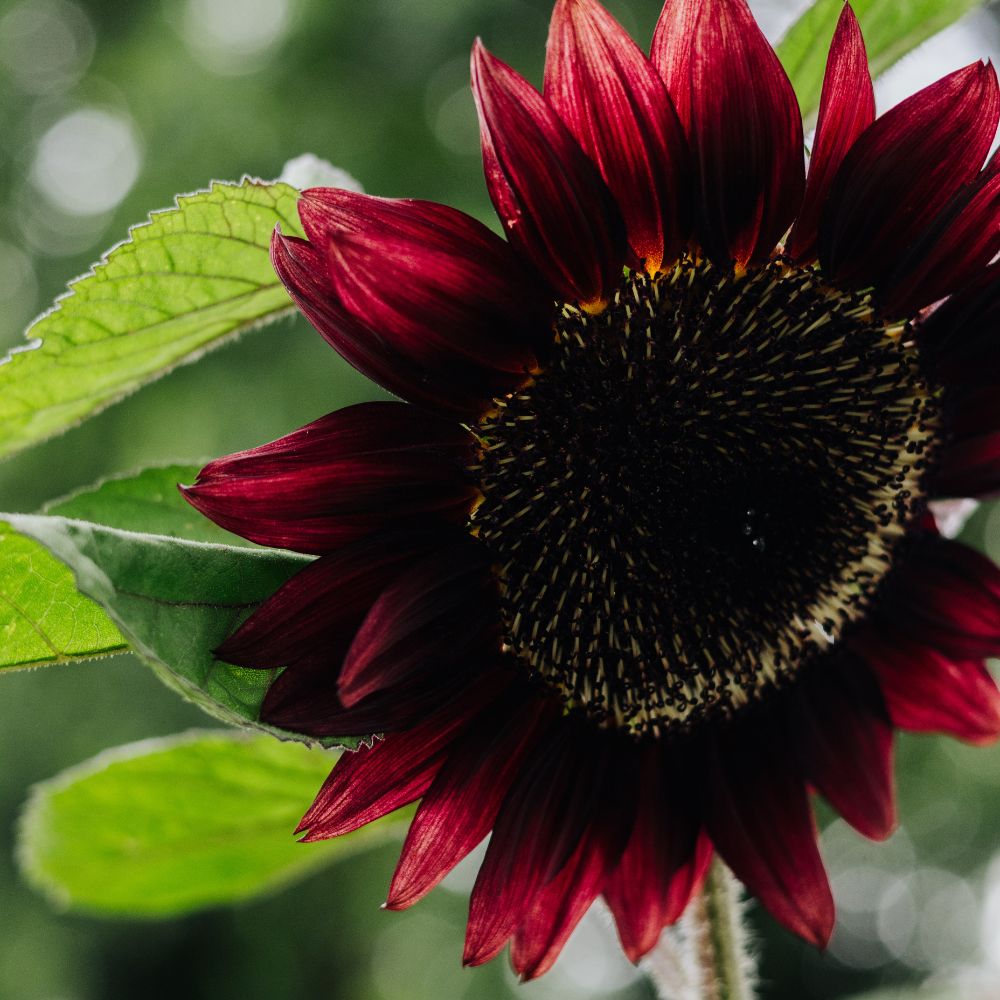 Helianthus annuus ‘ProCut Red’ (zonnebloem)