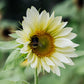 Helianthus annuus ‘ProCut White Lite’ (zonnebloem)