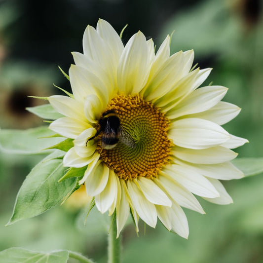 Helianthus annuus ‘ProCut White Lite’ (zonnebloem)