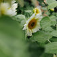 Helianthus annuus ‘ProCut White Lite’ (zonnebloem)