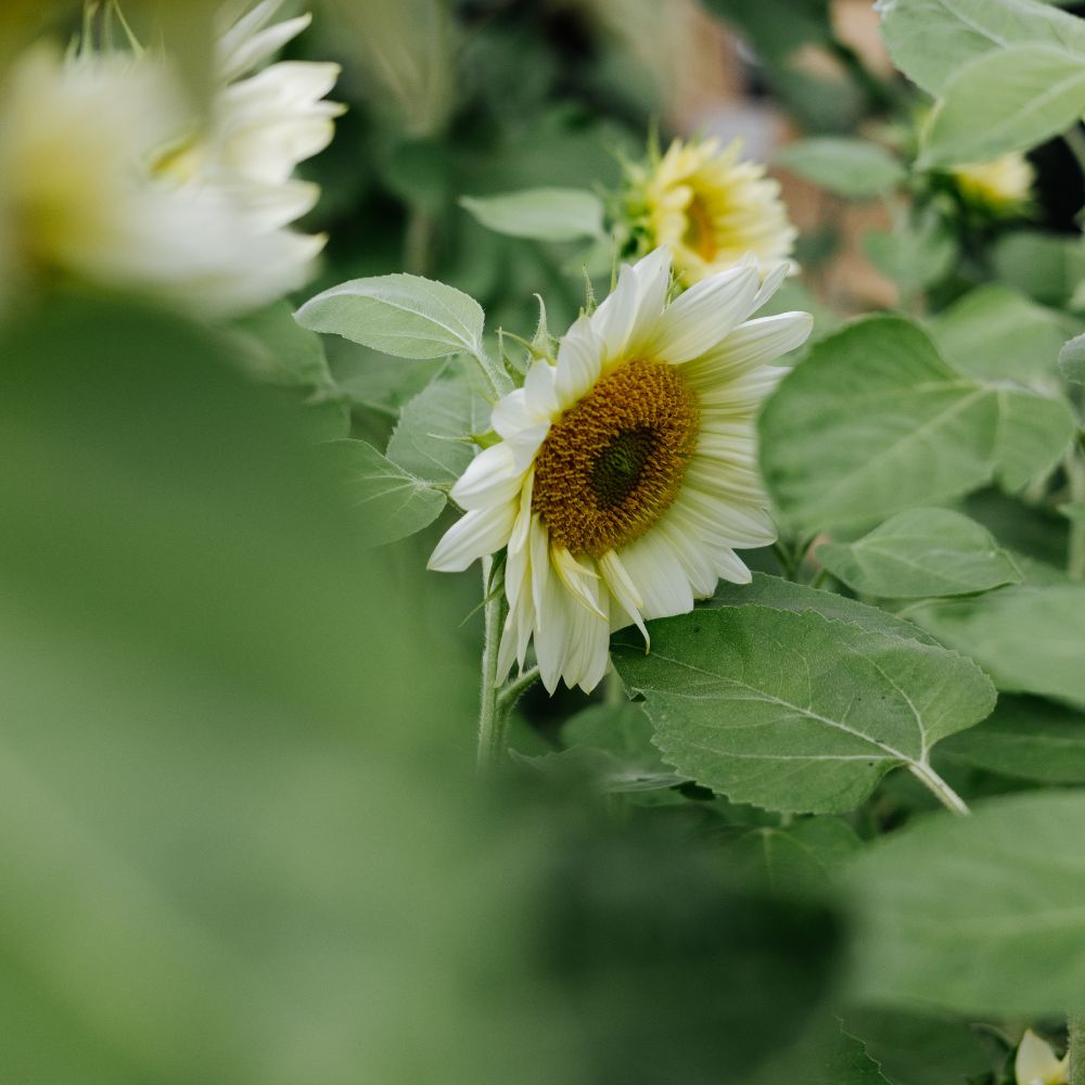 Helianthus annuus ‘ProCut White Lite’ (zonnebloem)