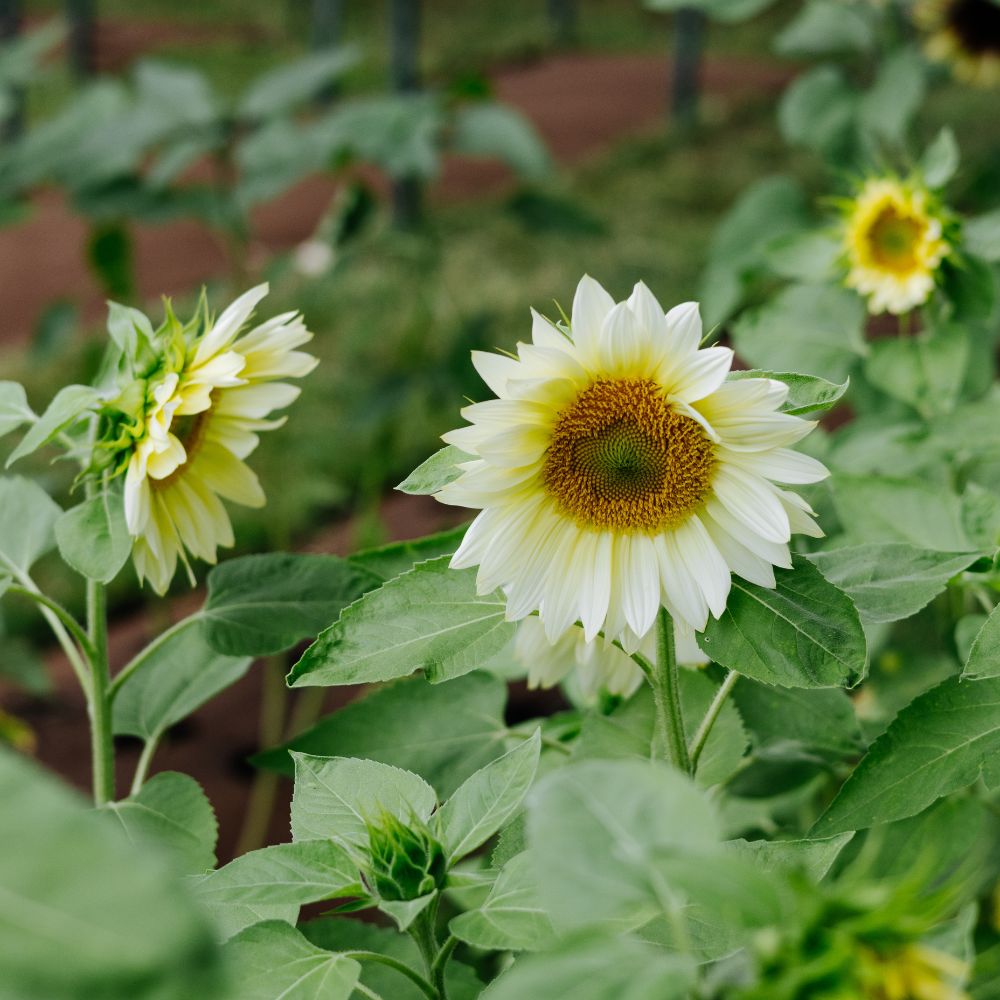 Helianthus annuus ‘ProCut White Lite’ (zonnebloem)