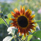 Helianthus annuus ‘Magic Roundabout’ (zonnebloem)