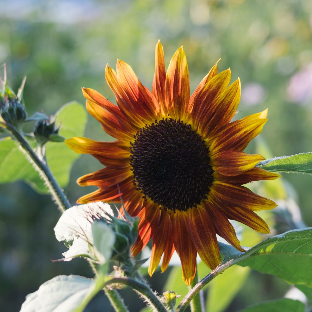 Helianthus annuus ‘Magic Roundabout’ (zonnebloem)