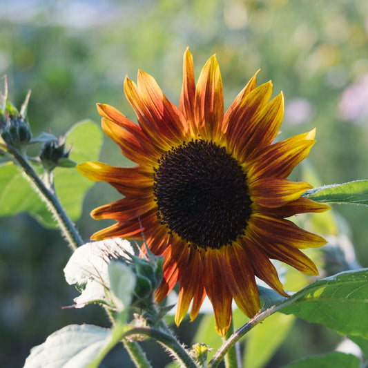 Helianthus annuus ‘Magic Roundabout’ (zonnebloem)