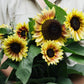 Helianthus annuus ‘Autumn Beauty’ (zonnebloem)