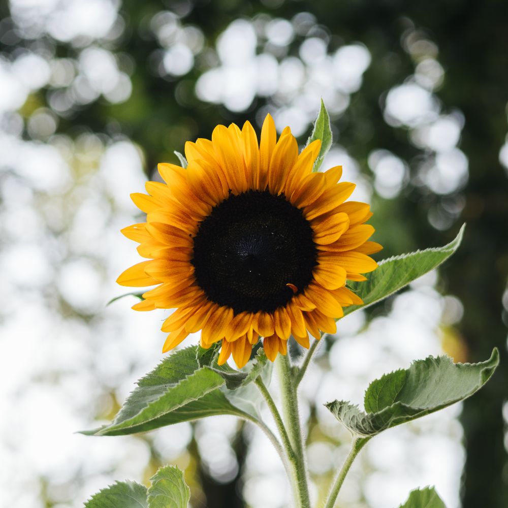 Helianthus annuus ‘Copper Queen’ (zonnebloem)