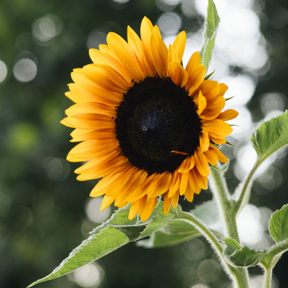 Helianthus annuus ‘Copper Queen’ (zonnebloem)