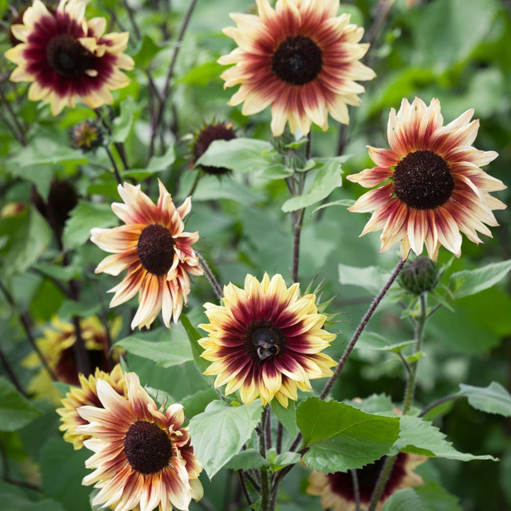 Helianthus annuus ‘Magic Roundabout’ (zonnebloem)