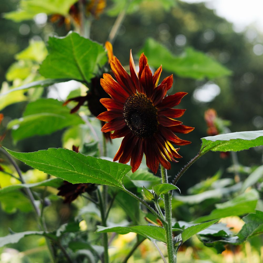 Helianthus annuus ‘Ruby’ (zonnebloem)