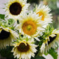 Helianthus annuus ‘ProCut White Lite’ (zonnebloem)