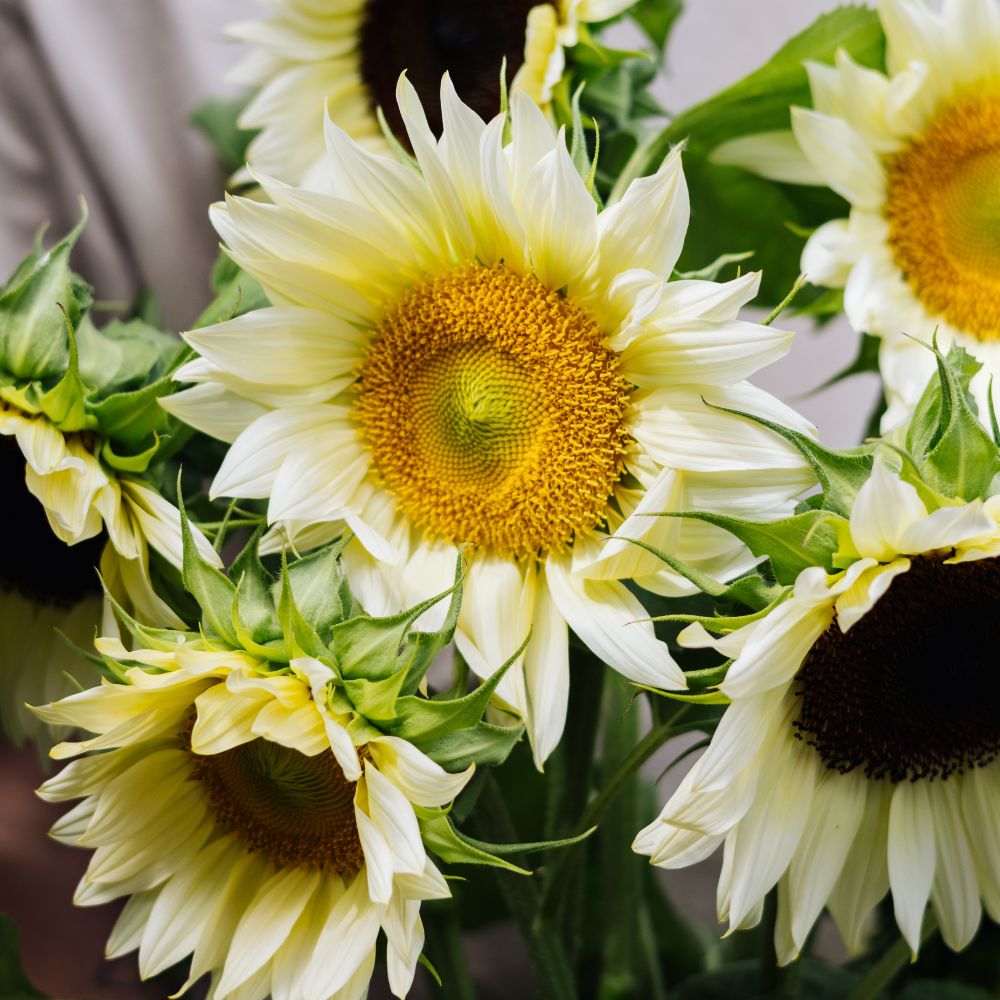 Helianthus annuus ‘ProCut White Lite’ (zonnebloem)