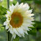 Helianthus annuus ‘ProCut White Lite’ (zonnebloem)