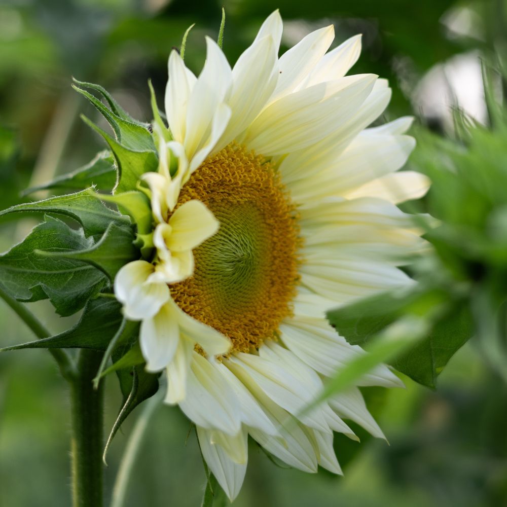 Helianthus annuus ‘ProCut White Lite’ (zonnebloem)