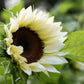 Helianthus annuus ‘ProCut White Nite’ (zonnebloem)