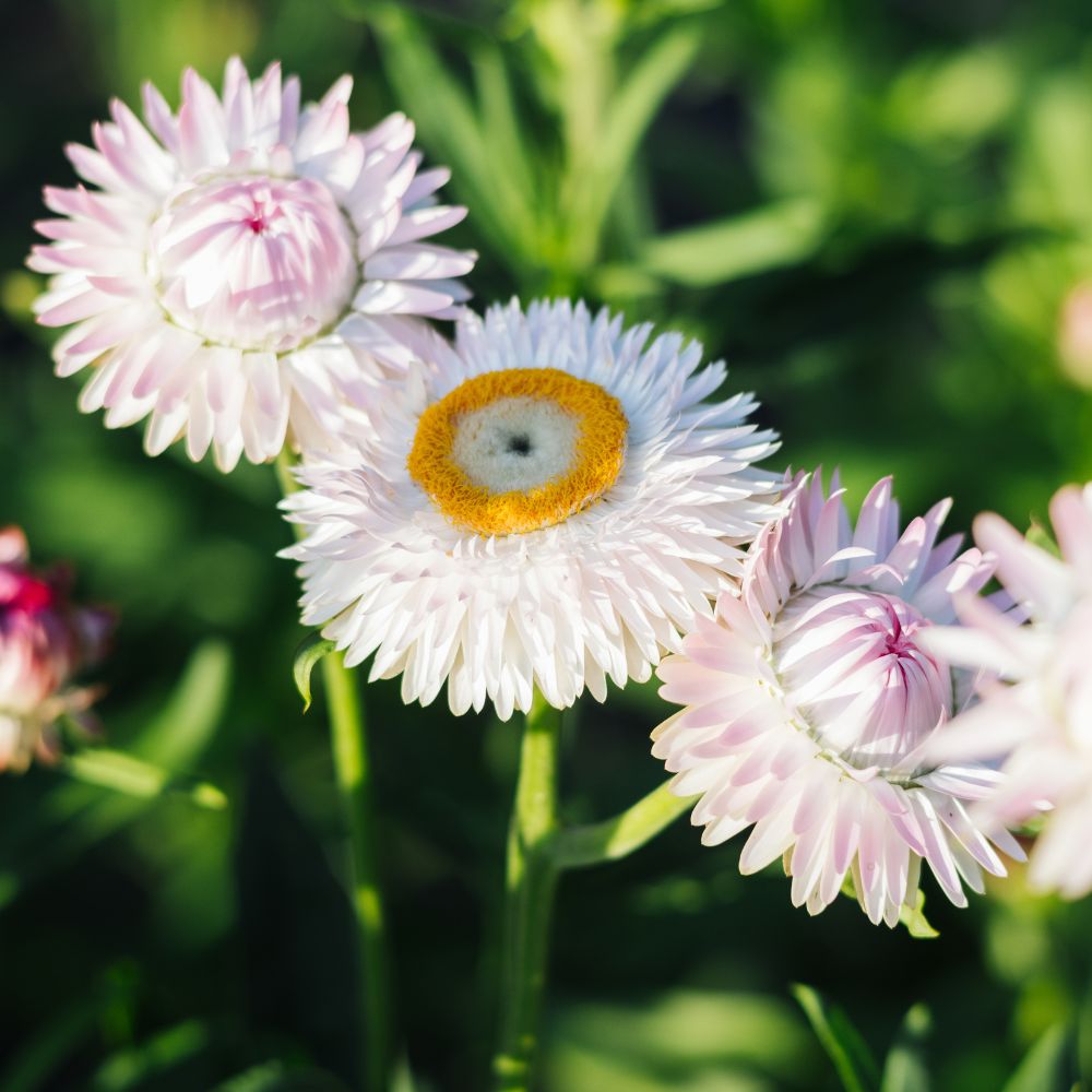 Helichrysum bracteatum ‘Silvery Rose’ (strobloem)