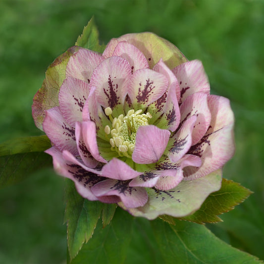 Helleborus orientalis 'Double Ellen Pink Spotted' (nieskruid)