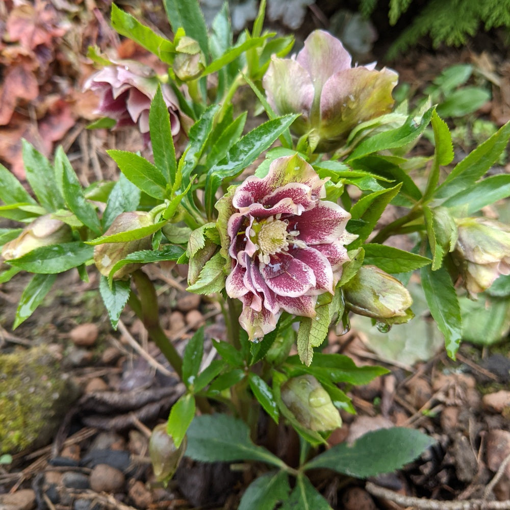 Helleborus orientalis 'Double Ellen Pink Spotted' (nieskruid)