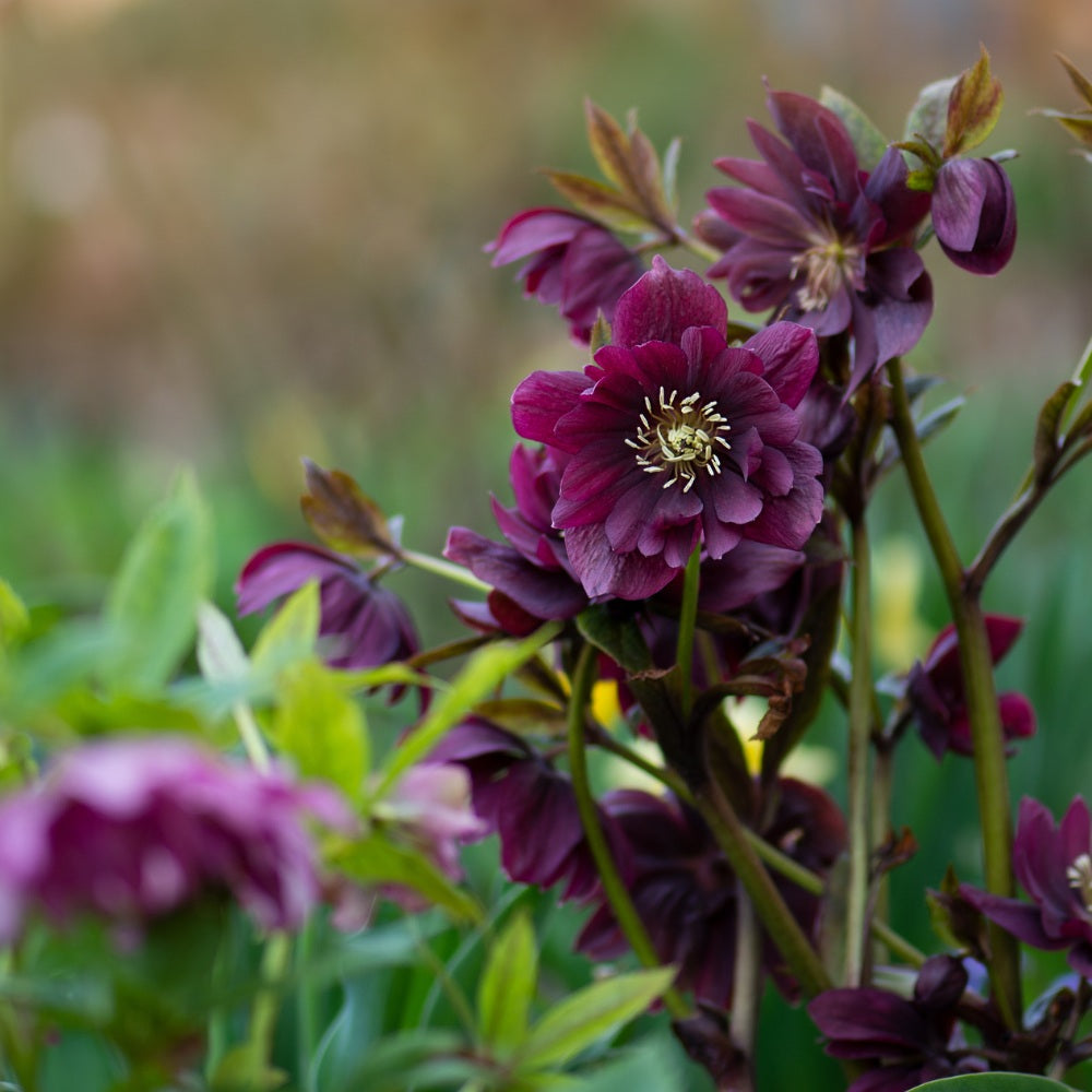 Helleborus orientalis 'Double Ellen Purple' (nieskruid)