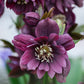 Helleborus orientalis 'Double Ellen Purple' (nieskruid)