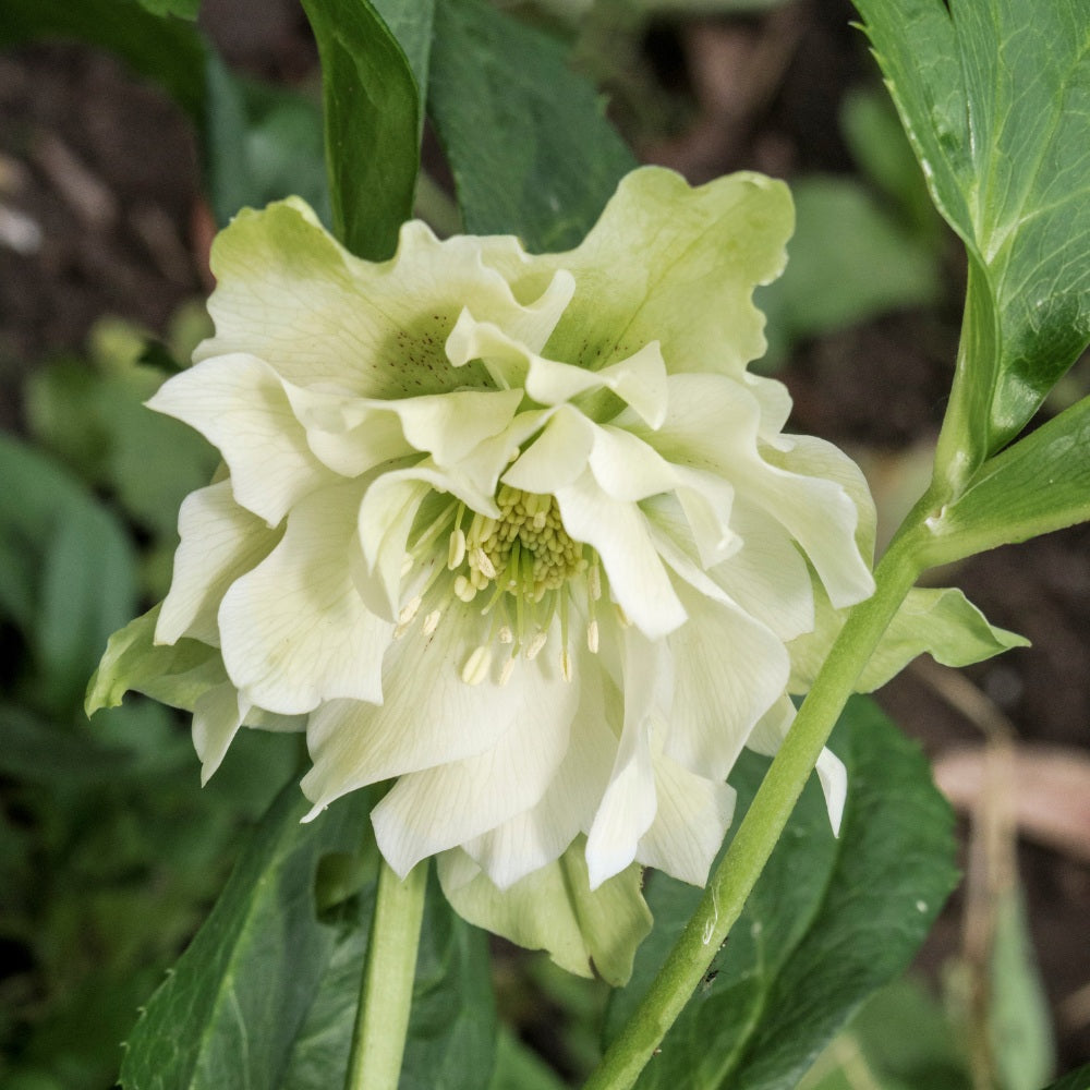 Helleborus orientalis 'Double Ellen White' (nieskruid)