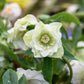 Helleborus orientalis 'Double Ellen White' (nieskruid)