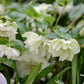 Helleborus orientalis 'Double Ellen White' (nieskruid)