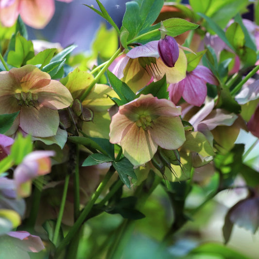 Helleborus orientalis (nieskruid) BIO