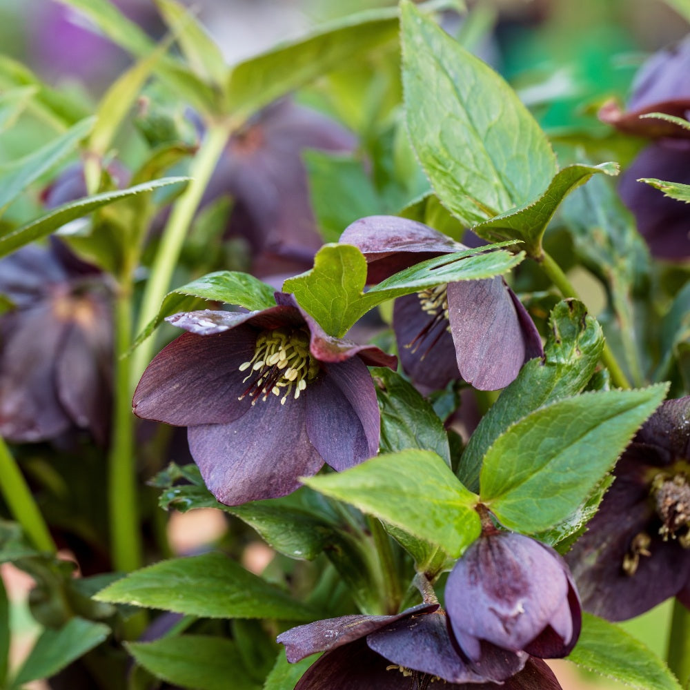 Helleborus orientalis 'Pretty Ellen Purple' (nieskruid)